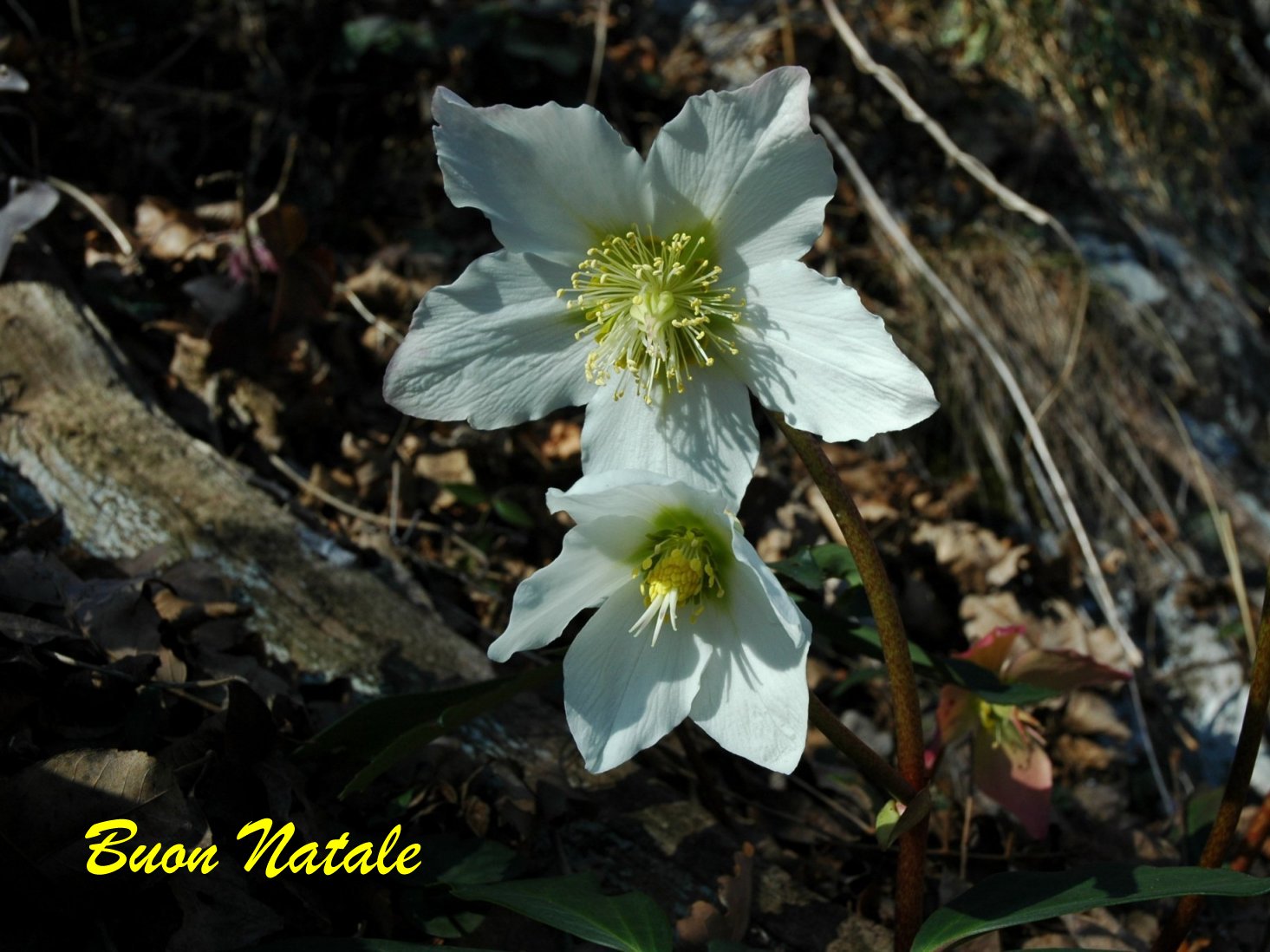 Helleborus niger / Rosa di Natale